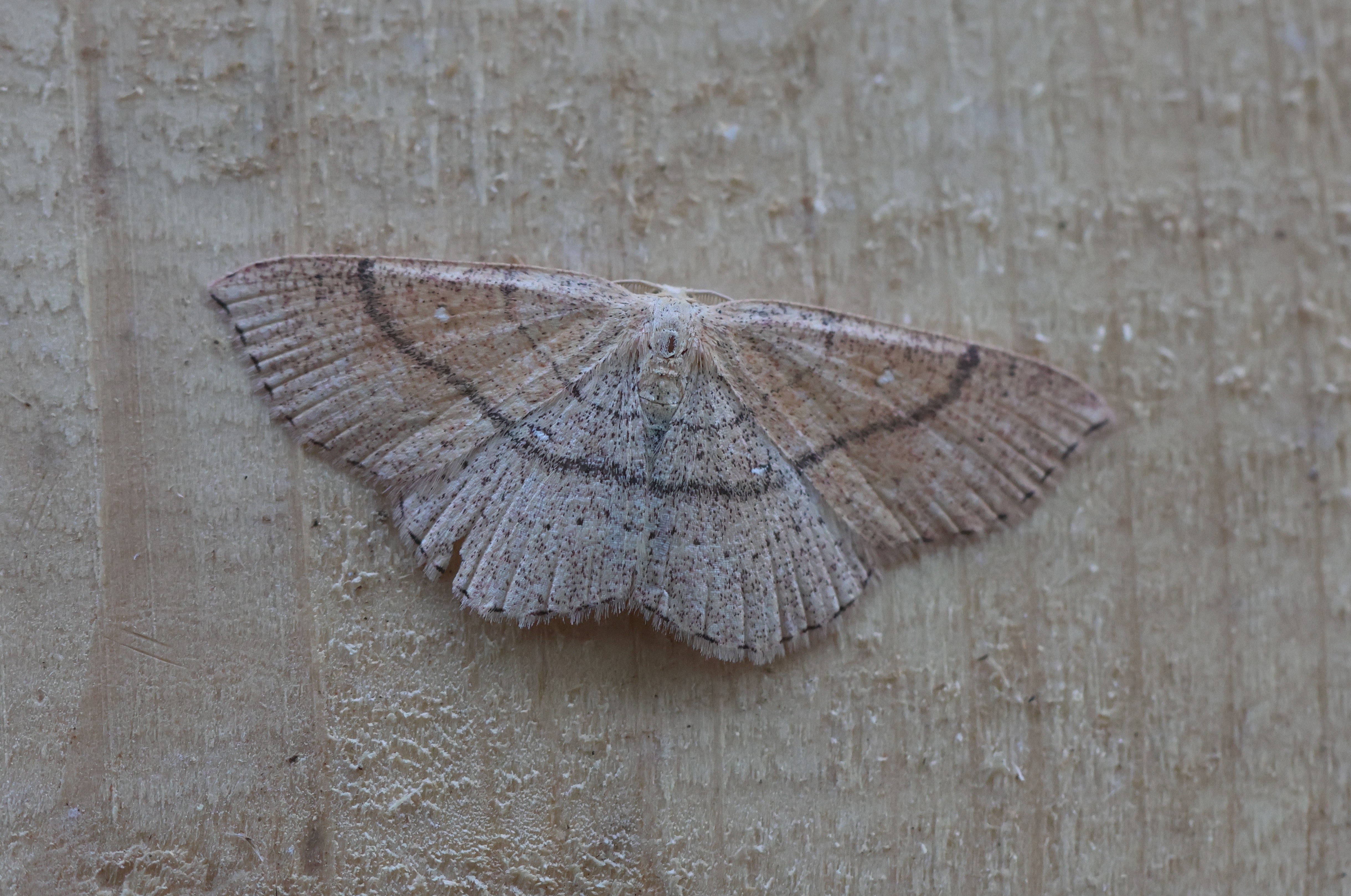 Photo of Jersey Mocha (Cyclophora ruficiliaria)